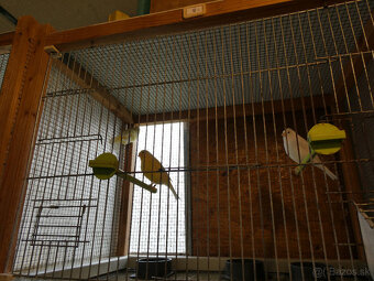 Predám kanáriky - 3
