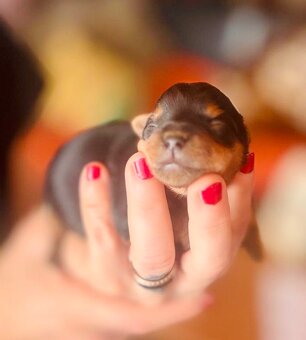 Yorkshire terrier s PP - 3