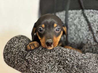 Jazvečík trpasličí - 3