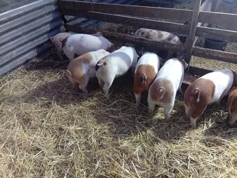 Landras X duroc 30-35kg - 3