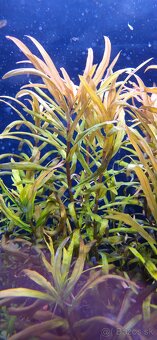 Rastlinky do akvaria Ammannia gracilis - 3