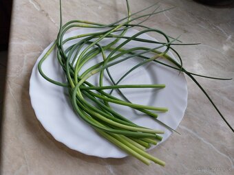 Pesto z výhonkov cesnaku - 3