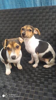 Jack Russell terier. - 3
