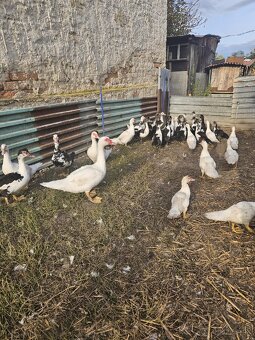 Predám čínske kačky - 3