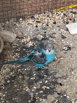 Hagoromo andulky - 3