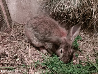 Predám králika samec - 3