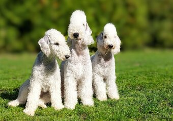 Bedlington teriér - 3