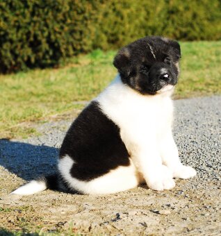 Americka akita - 3