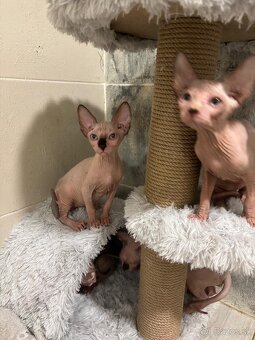 Kanadský sphynx - 3