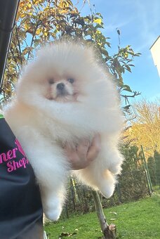 Pomeranian s pp FCI - 3