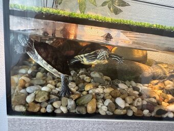 Predám vodné korytnačky s teráriom a vybavením - 3