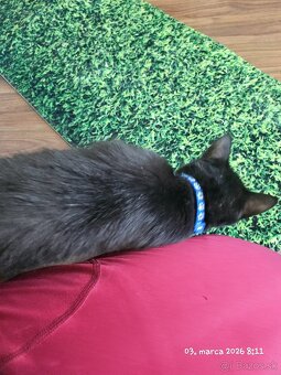 Darujem surne 6 mesačného kocurika - 3