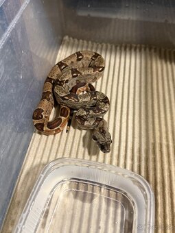 Boa Constrictor - Velhad kralovsky - 3