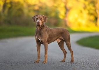 Louisianský leopardí pes Catahoula krytie - 3