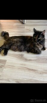 Maine coon - 3
