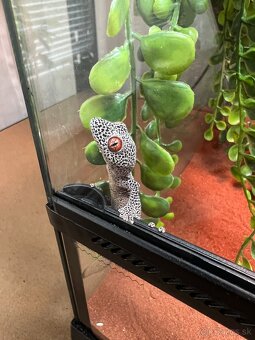 Strophurus taenicauda - 3