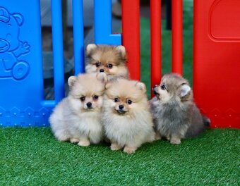 Pomeranian šťeňátka s PP - 3