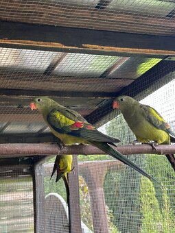 Papagáje horské - 3