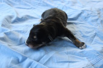 Ponúkam šteniatka - 3