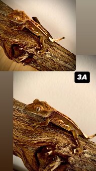 Pagekon riasnaty - 3