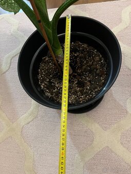 Dieffenbachia, izbova rastlina, kvet - 3