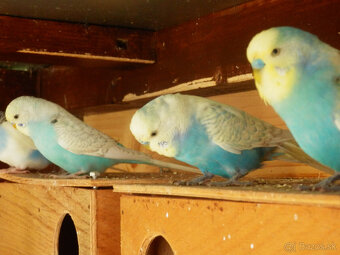 predám andulky a zebričky - 3