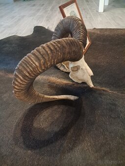 Muflon,trofej, parohy, zhody - 3