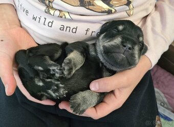 Malý čiernostrieborný bradáč - 3