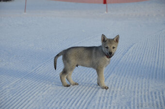Československý vlčiak/vlčák štěňata s PP - 3