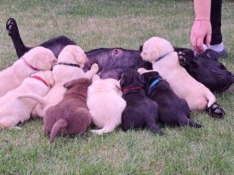 Labrador šteniatka - 3