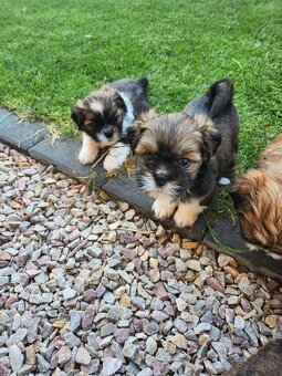 Lhasa Apso - 3