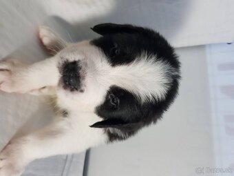 Krásne kvalitné šteniatka bernardína, pripravené na adopciu - 3