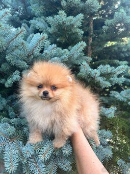 Pomeranian s PP, chovatelská stanica Nucháčik poms - 3