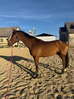 Krasny 4r oldenbursky valach - 3