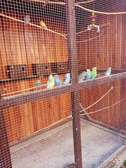 Andulky na predaj - 3