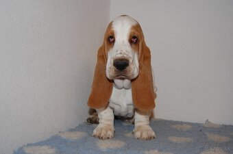 Basset hound šteniatko - 3