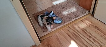 Yorkshire terier biewer - 3