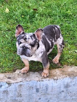 Francúzsky buldocek - 3