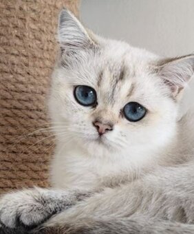 Britská krátkosrstá mačka - 3