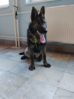 Nemecký ovčiak - 3