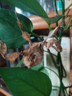 PSG9 - Extatosoma tiaratum - 3