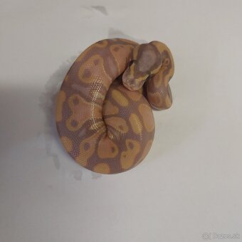 Python regius CB/24, Boa c. Doprava po SR/Faunia/ZE/Akvatera - 3