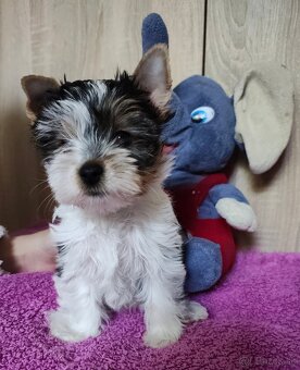 Predám šteniatka Yorkshire teriér biewer - 3