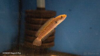 Akvariové ryby (raritky) k odberu - 3