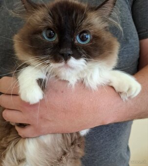 Ragdoll mačka - 3