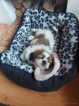 Predám šteniatka SHI-TZU - 3