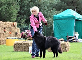 Belgický ovčiak groenendael FCI s PP po šampiónoch - 3