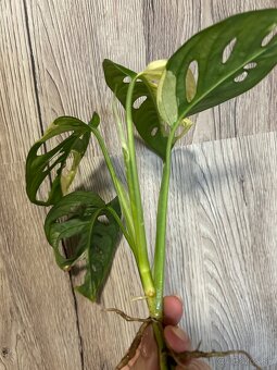 Monstera adansonii albo - 3