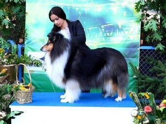 Kólia dlhosrstá s PP - 3