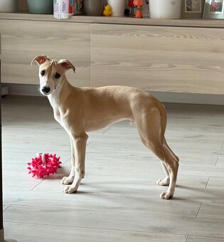 Vipet s preukazom pôvodu - 3